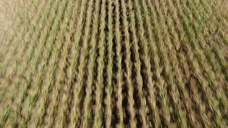 aerial drone fast flight over planted crop field revealing grain silos and combine harvester