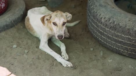 cámara lenta 120 fps - el perro callejero salvado se esconde bajo el sol abrasador en un refugio para perros en huanchaco perú