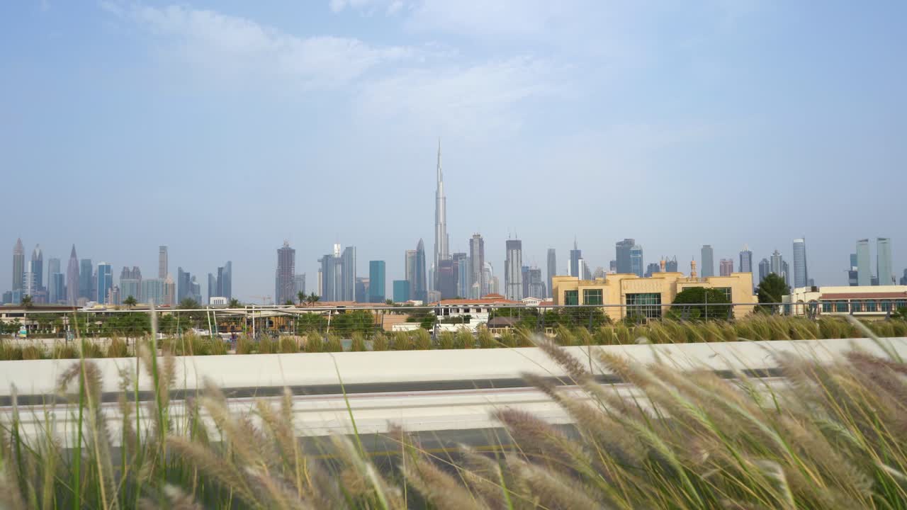 아랍 에미레이트 두바이 시내 도로 옆에 깃털 풀이 흔들리는 미풍의 날