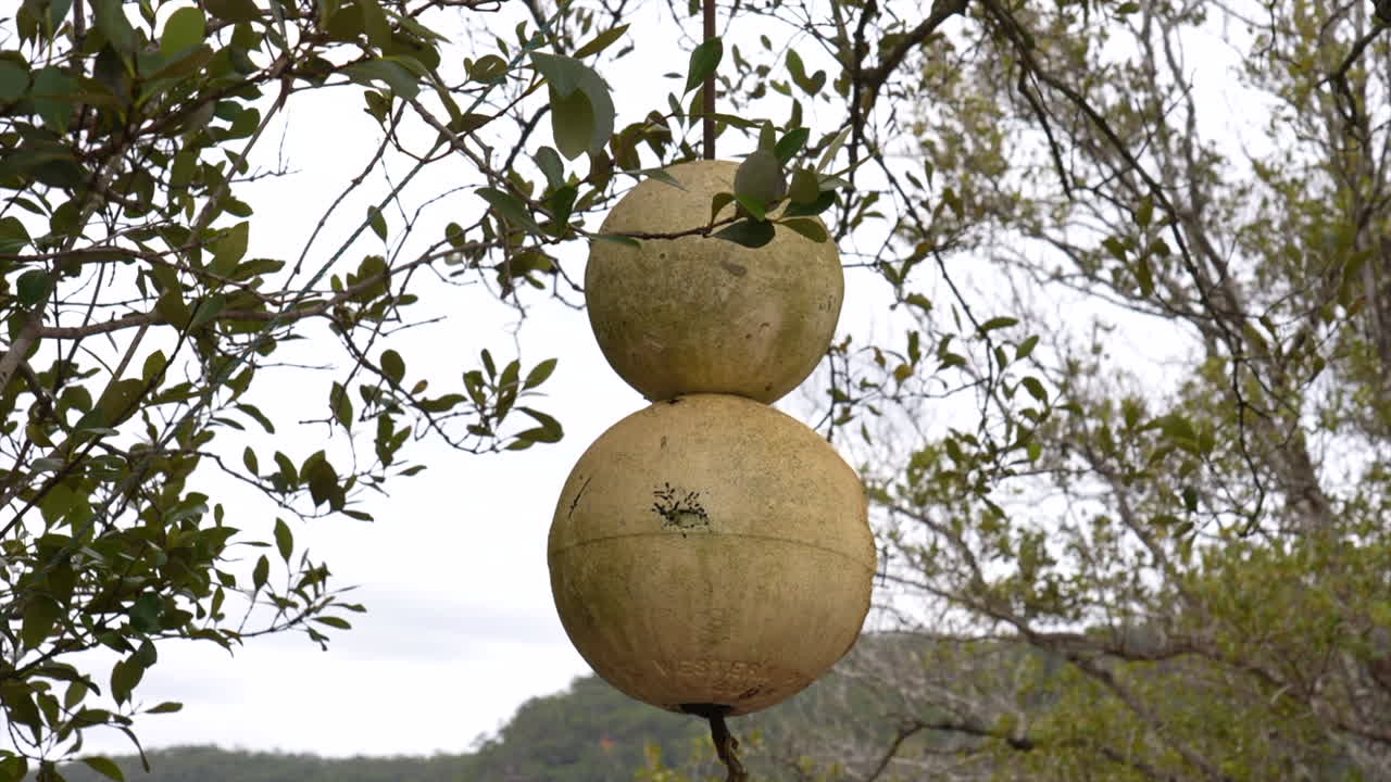 An old buoy hanging from trees on the banks of the Hawkesbury river in Spencer, NSW, Australia