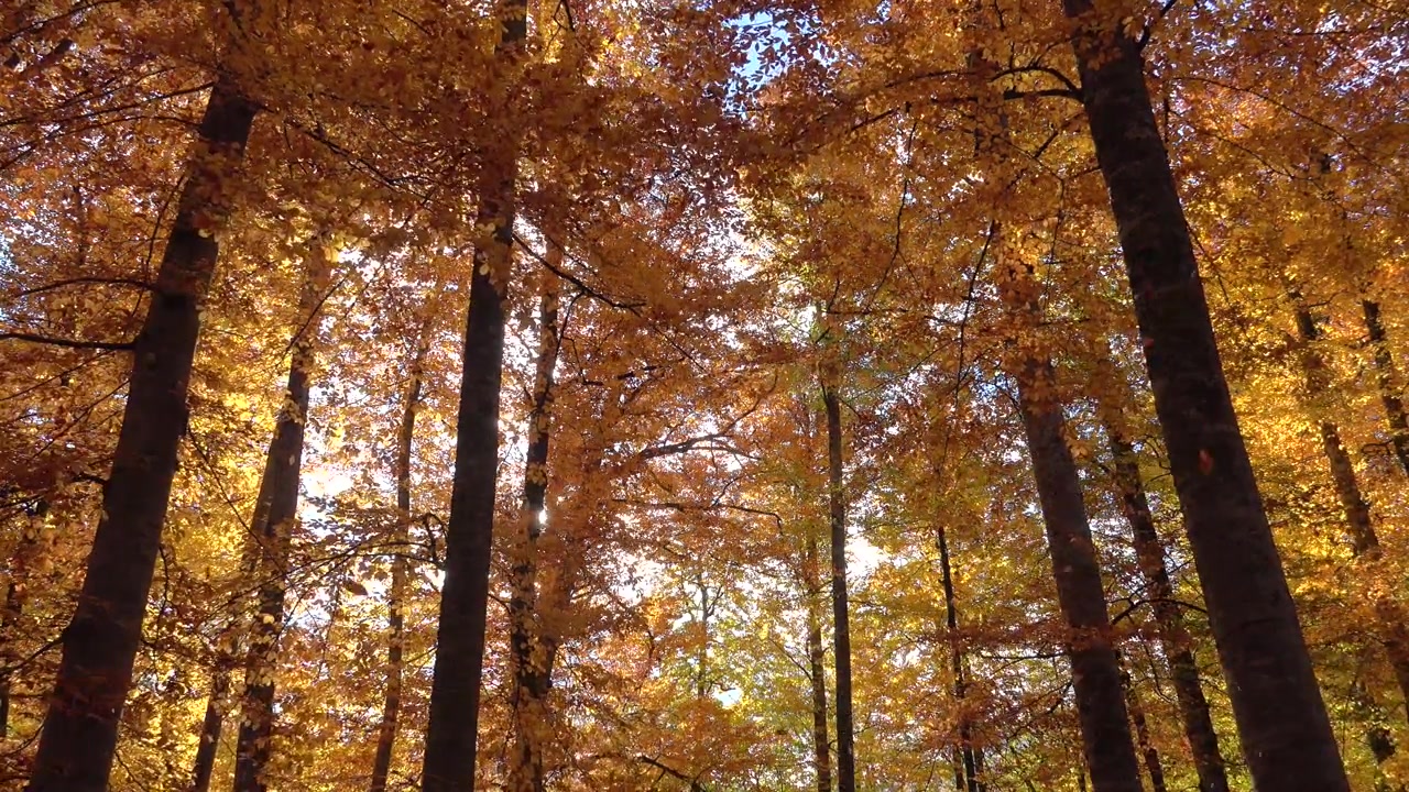 Golden Autumn Leaves Falling in a Dense Forest