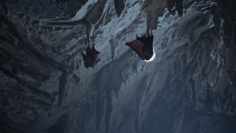 bats hanging in a cave