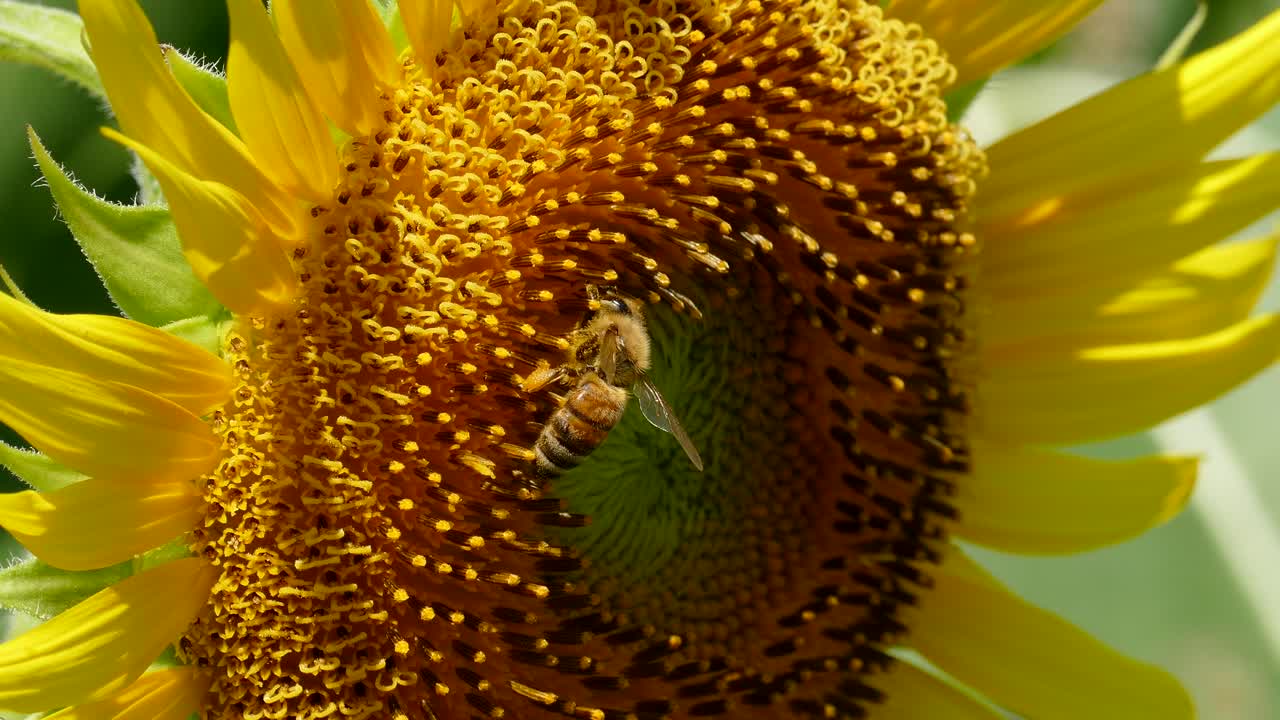 Primo piano di girasoli e ape in volo a Tokyo, Giappone.