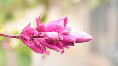 close-up of vibrant pink salvia flower blooming