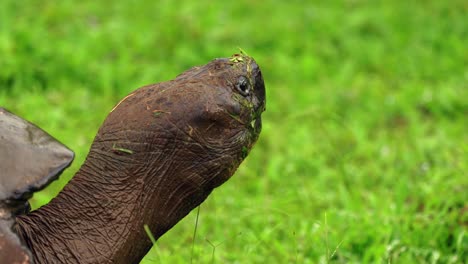 un primer plano de la cabeza de una tortuga gigante salvaje del oeste de santa cruz en las islas galápagos