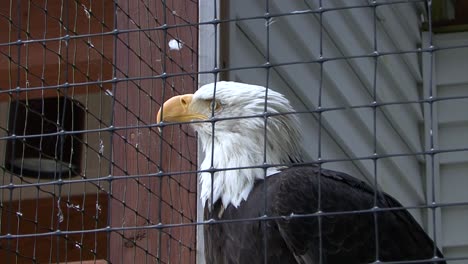 bald eagle in captivity. close shot