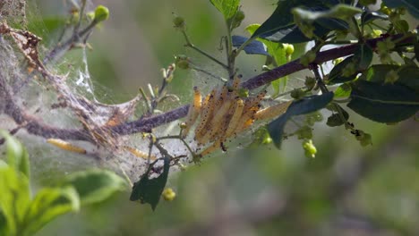cerca de la familia caterpillar descansando en una red en la rama de un árbol durante la luz del sol