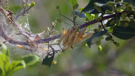 close up of caterpillar family resting in net on branch of tree during sunlight