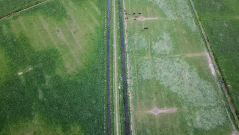 watch as horses peacefully graze in the lush meadow, surrounded by picturesque landscapes near the city of groningen