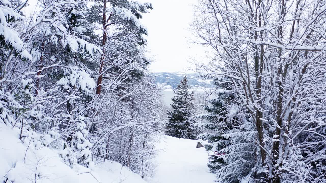 Drzewa otulone śniegiem w zimowych górach. Oddalenie.