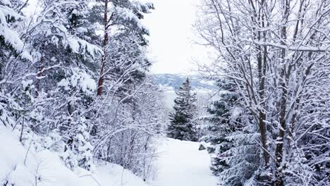 Snow-Blanket-Trees-On-Winter-Mountains.-Zoom-Out