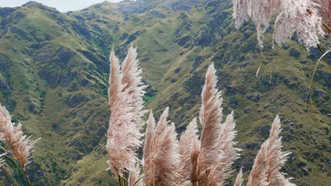 zoom out vista de flores en un día de viento con montañas en el fondo