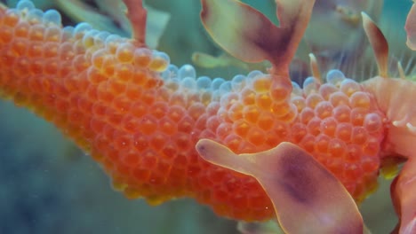 leafy sea dragon with eggs 4k slow motion south australia