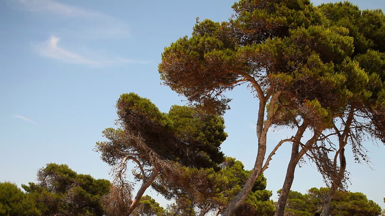 馬洛爾卡森林 02