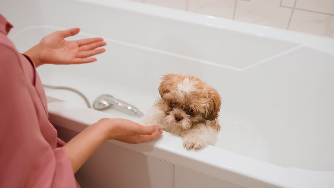 White Woman Coaxing Puppy From Bathtub With Open Hand, Puppy Rests Front Paws On Rim, Soft Pink Blouse, Patient Interaction, Close Eye Contact, Tender Training Moment, Warm Household Bathroom Setting