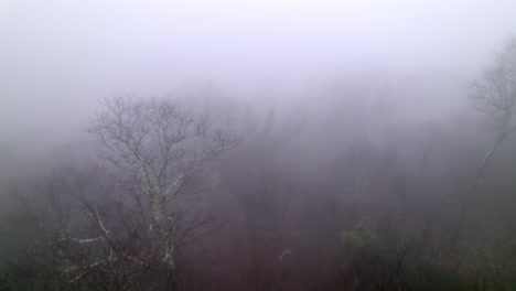 haunted forest at treetop with fog and foggy conditions aerial