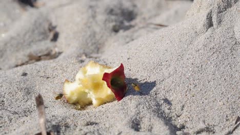 slow motion shoot of two wasps fighting over leftover apple fruit on a sand beach