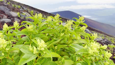 a thrilling trek up mount fuji takes you through diverse landscapes, from lush foothills to rocky slopes, ending with panoramic summit views
