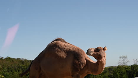 un camello rumia en un parque zoológico francés, cielo azul y árboles verdes