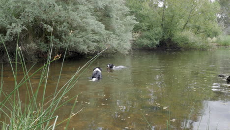 Dos-Perros-Border-Collie-Nadando-En-Un-Río-En-Un-Día-De-Verano