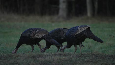 three wild turkeys eating and pecking food on grass in parc omega, quebec, canada