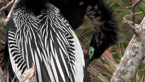 black and white plumage of a bird in the everglades