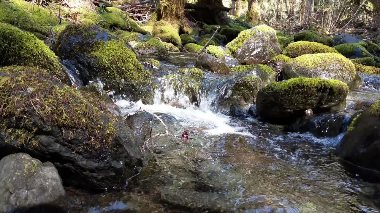 Water flowing over rocks covered by moss in the forest of the Olympic National Forest