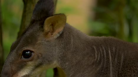 Vista-Frontal-De-Primer-Plano-Aislada-De-Un-Lindo-Pademelon-Oscuro-En-Un-Bosque-Seco-Tropical