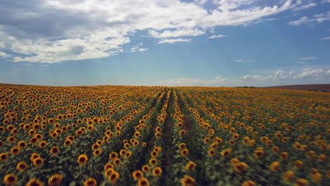 Drohnenaufnahmen-Eines-Sonnenblumenfeldes-Zeigen-Reihen-Von-Hohen,-Gelben-Blumen,-Die-Sich-Im-Wind-Wiegen