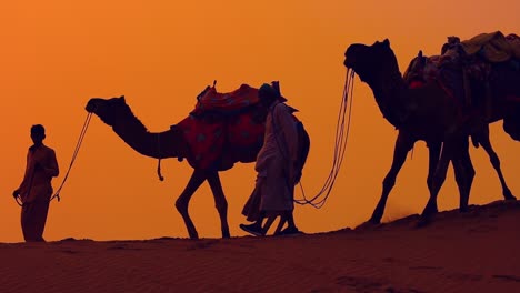 cameleros, conductores de camellos al atardecer. el desierto de thar al atardecer jaisalmer, rajasthan, india.