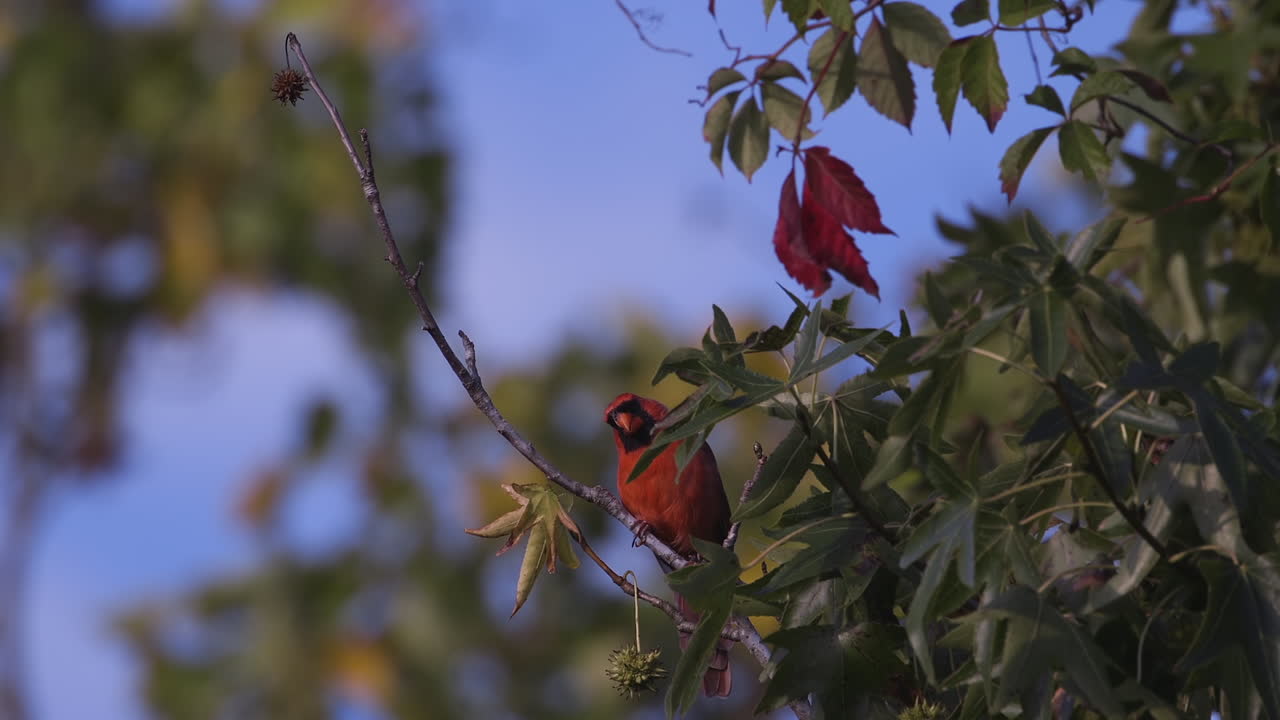 cardenal norteño en una rama pequeña