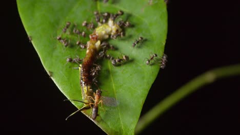 several ants and wasp feed on caterpillar on top of green leaf, tilt down macro shot