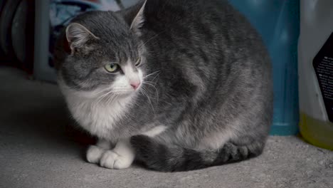 Angry-looking-male-cat-with-gray-and-white-colored-fur-resting-on-the-garage-floor-on-a-cold-winter-day