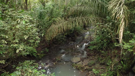 drone flying through thick and dense rainforest with river in nature