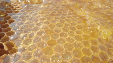 honeycomb closeup