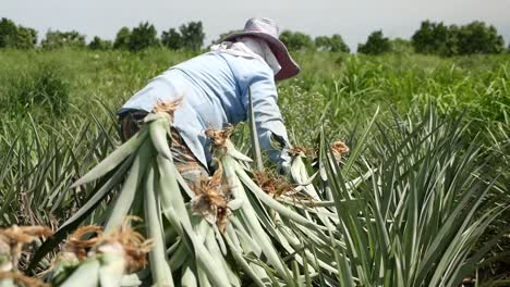 Pineapple-Harvesting
Shot-On-GH5-with-12-35-f2