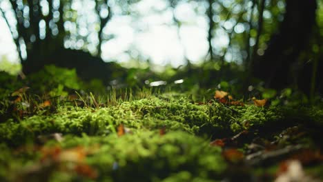 Toma-Macro-Cinematográfica-De-4k-De-Musgo-Verde-En-El-Suelo-De-Un-Bosque,-En-Medio-De-Un-Día-Soleado