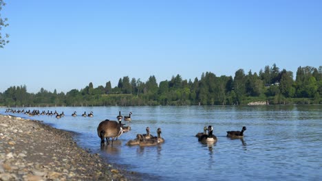 large group of canada goose swimming in the fraser river in daytime