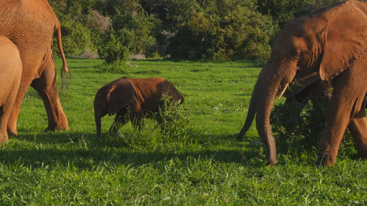 새끼 와 함께 코끼리  가 푸른 들판 을 가로질러 먹이 를 먹는다
