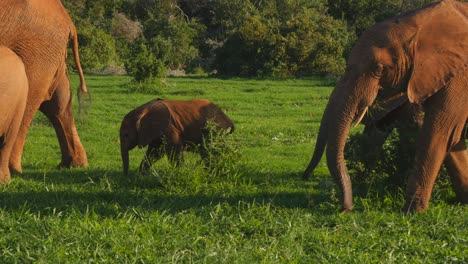 herd of elephants with calf walk through the green field eating