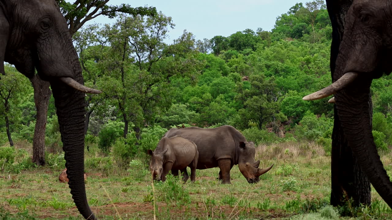 두 마리의 아프리카 코끼리가 뒷면에  코소 의 트크 프레임으로 먹이를 먹고 있습니다.