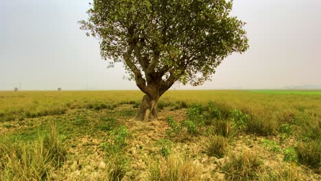 Rising-tilt-shot-of-single-tree-on-misty-lush-rural-Indian-marshland