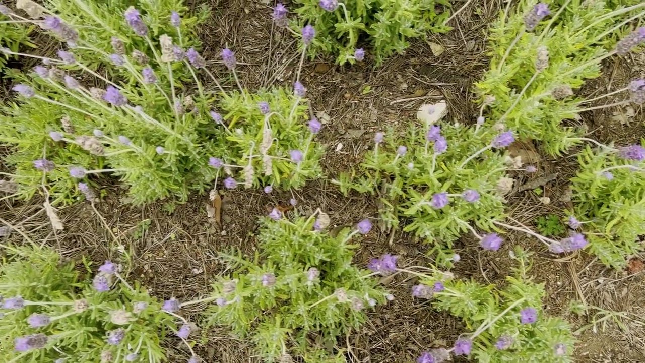 Vista dall'alto di piante di lavanda in fiore che crescono nel terreno del giardino, con spighe di fiori viola e fogliame verde aromatico in un ambiente naturale all'aperto.