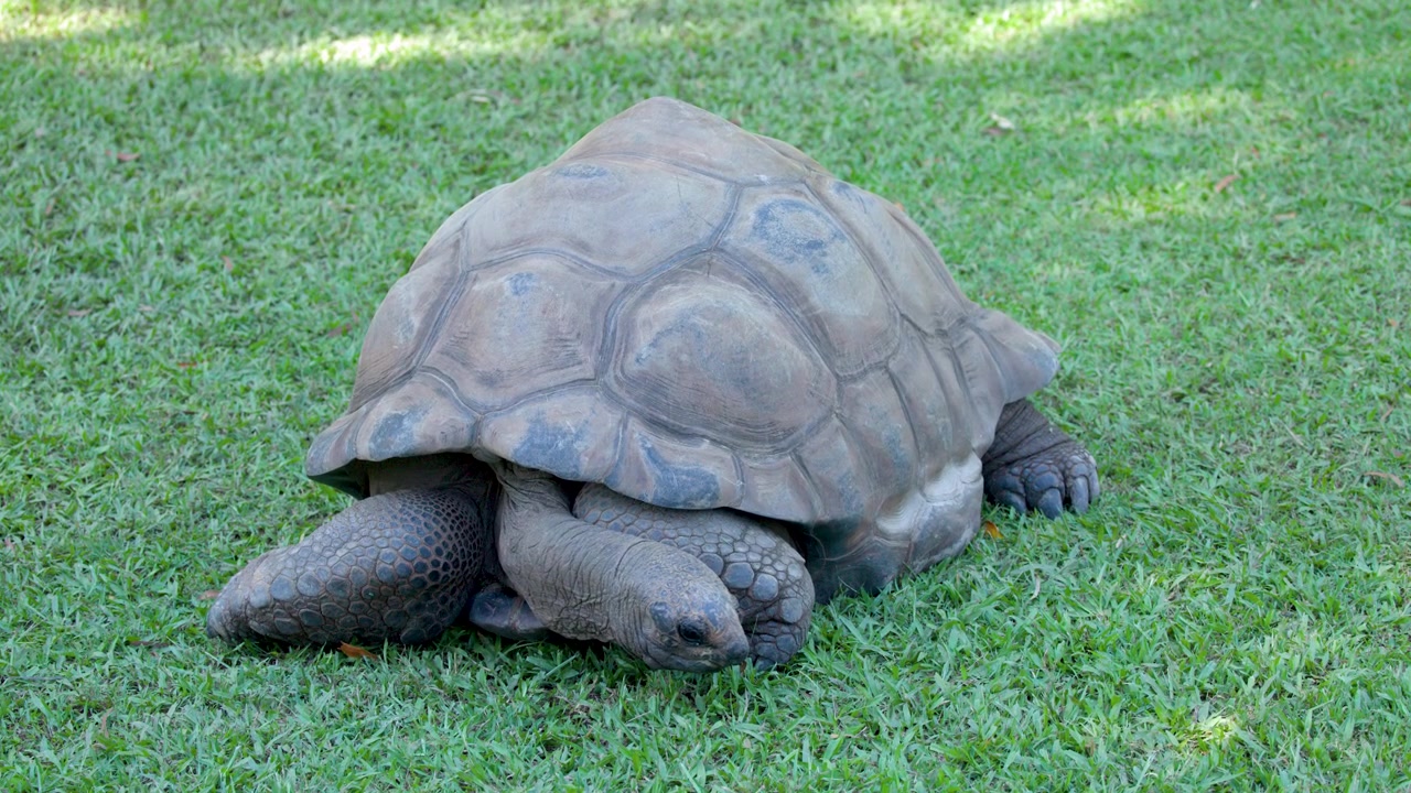 An Aldabra giant tortoise slowly eats green grass in a sunny outdoor wildlife sanctuary