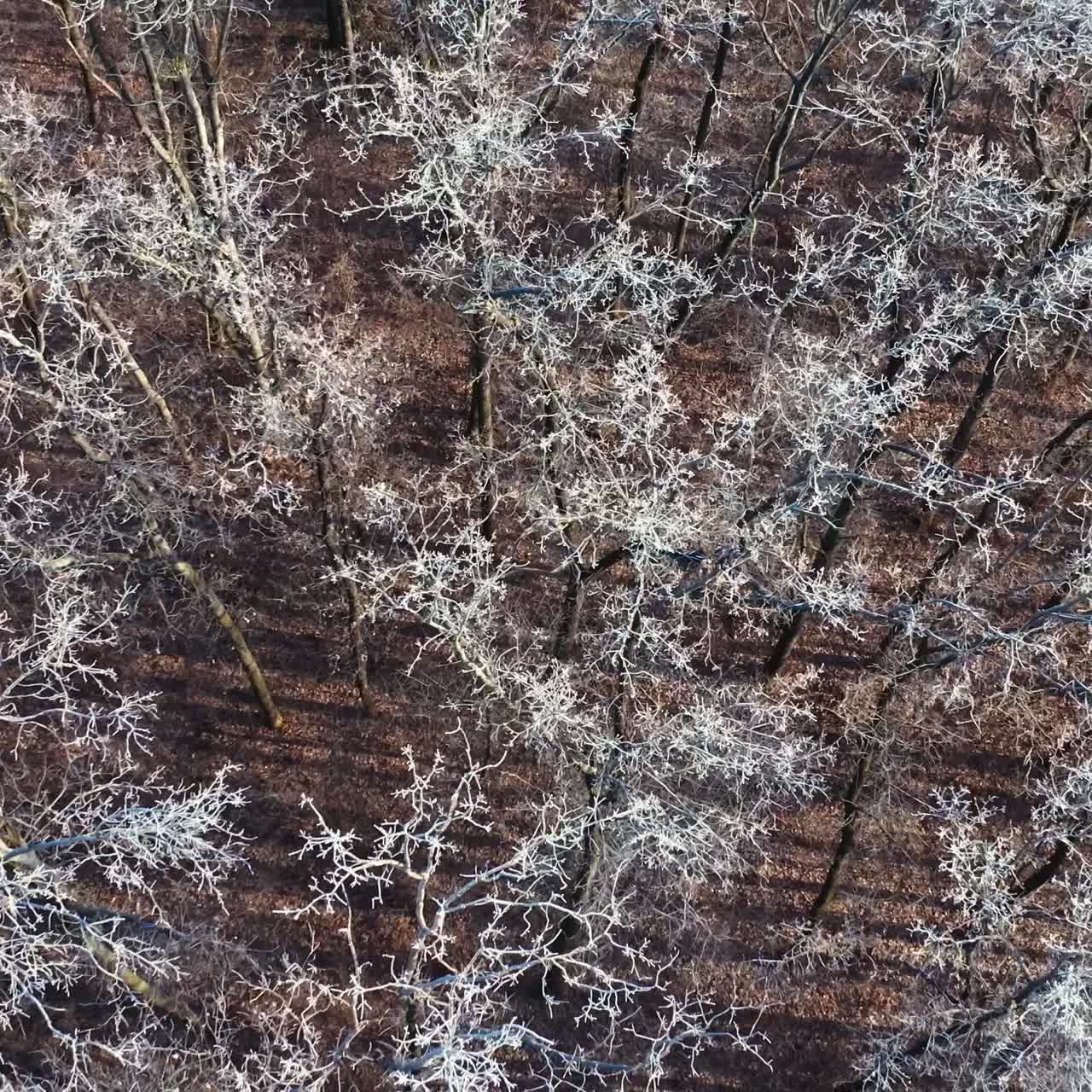 bosque cubierto de nieve de invierno