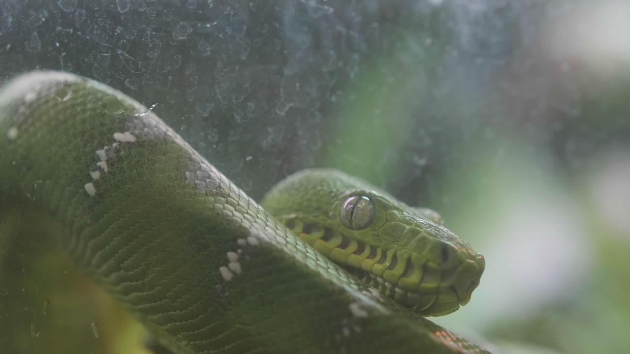Snake sticking out its tongue in slow motion