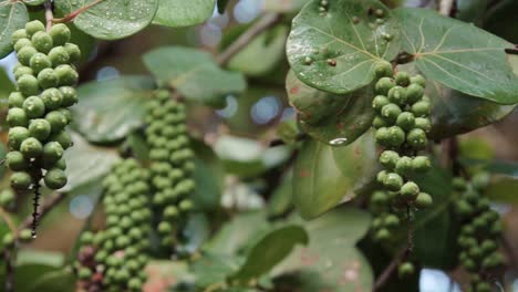 Sea-grapes-tree-in-South-Florida-coastal-landscape-with-panning-motion