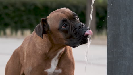 dog drinking water from park water fountain stream - slowmotion 60 fps
