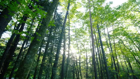 beautiful trees in the forest