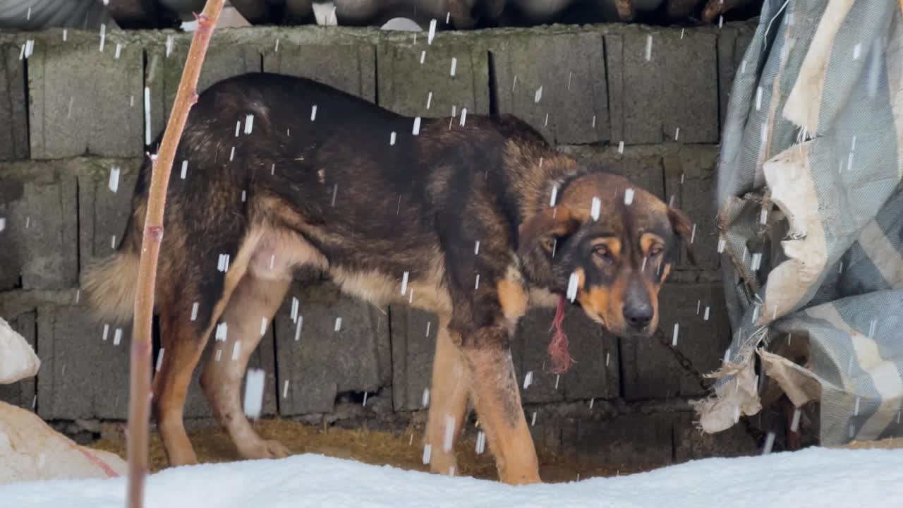 angry aggressive dog in shelter winter season heavy snowfall portrait of peaceful animal background cute dog face feed homeless hungry iran lonely mammal in outdoor rural village cold climate weather